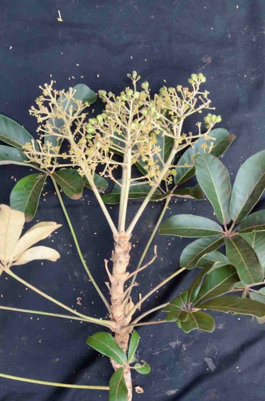 Didymopanax macrocarpus 13