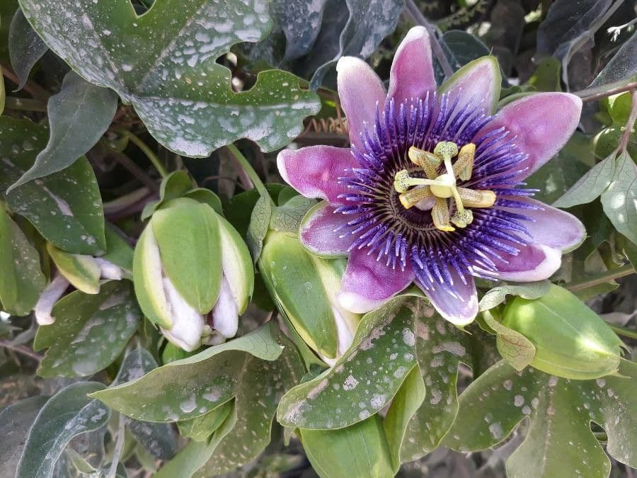 Passiflora 10