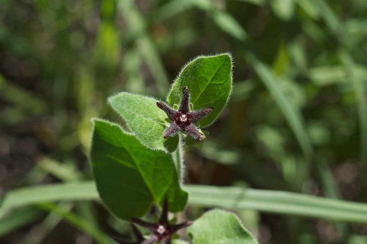 Matelea biflora 8