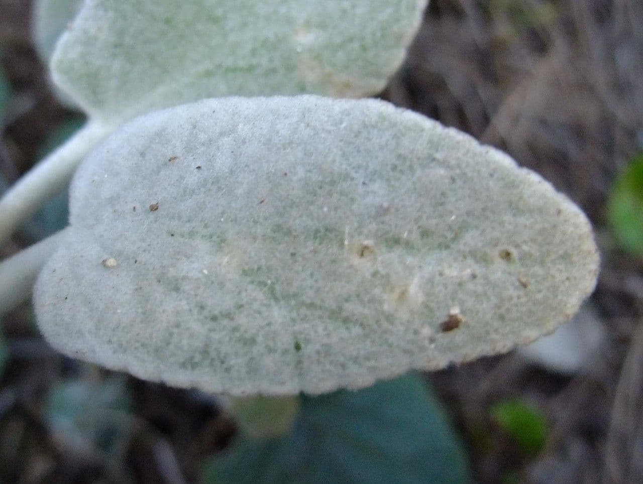 Sideritis 14