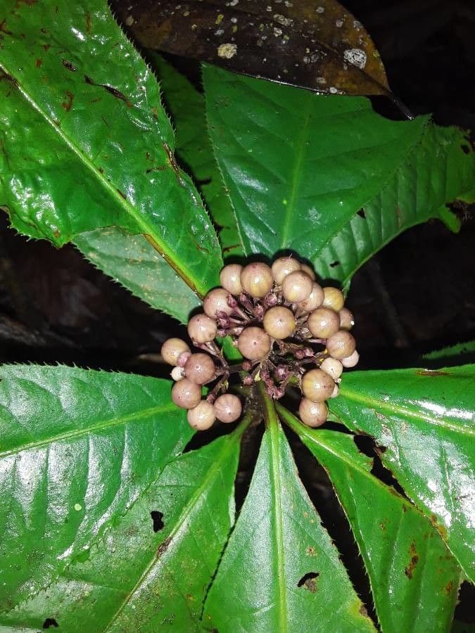 Ardisie 4
