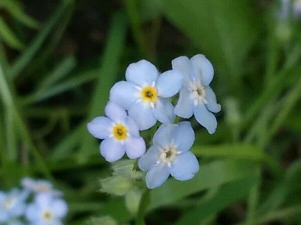 Forget-me-not 10