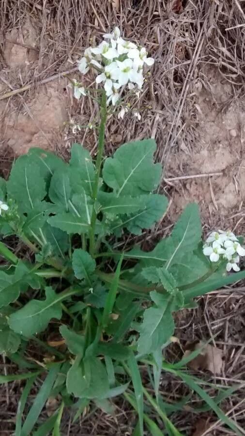 Rucola selvatica 14