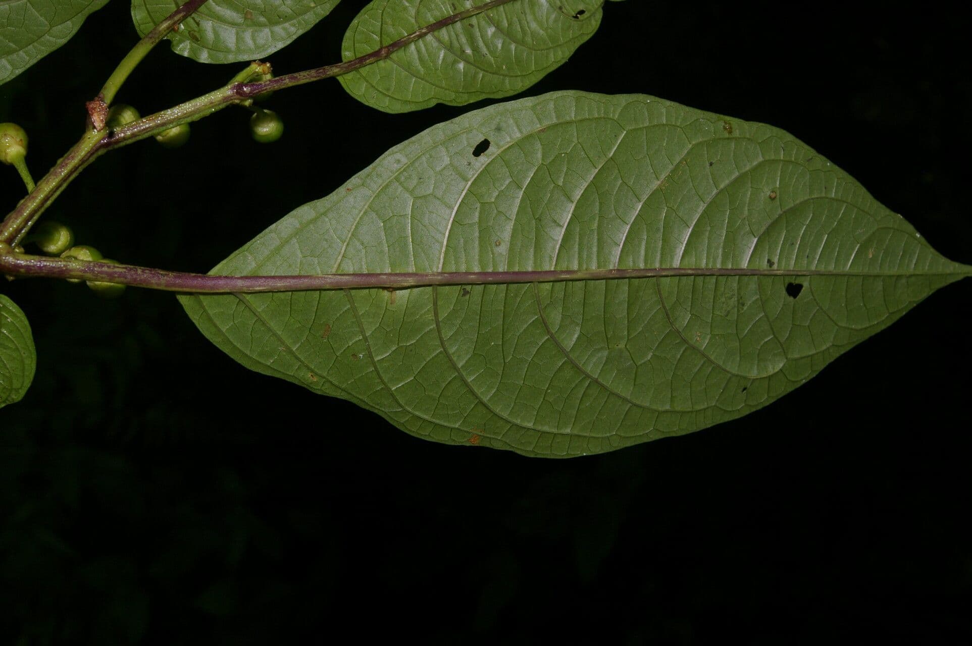 Witheringia 7