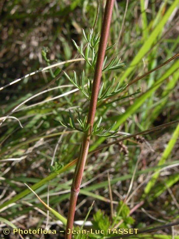Seseli annuum 21