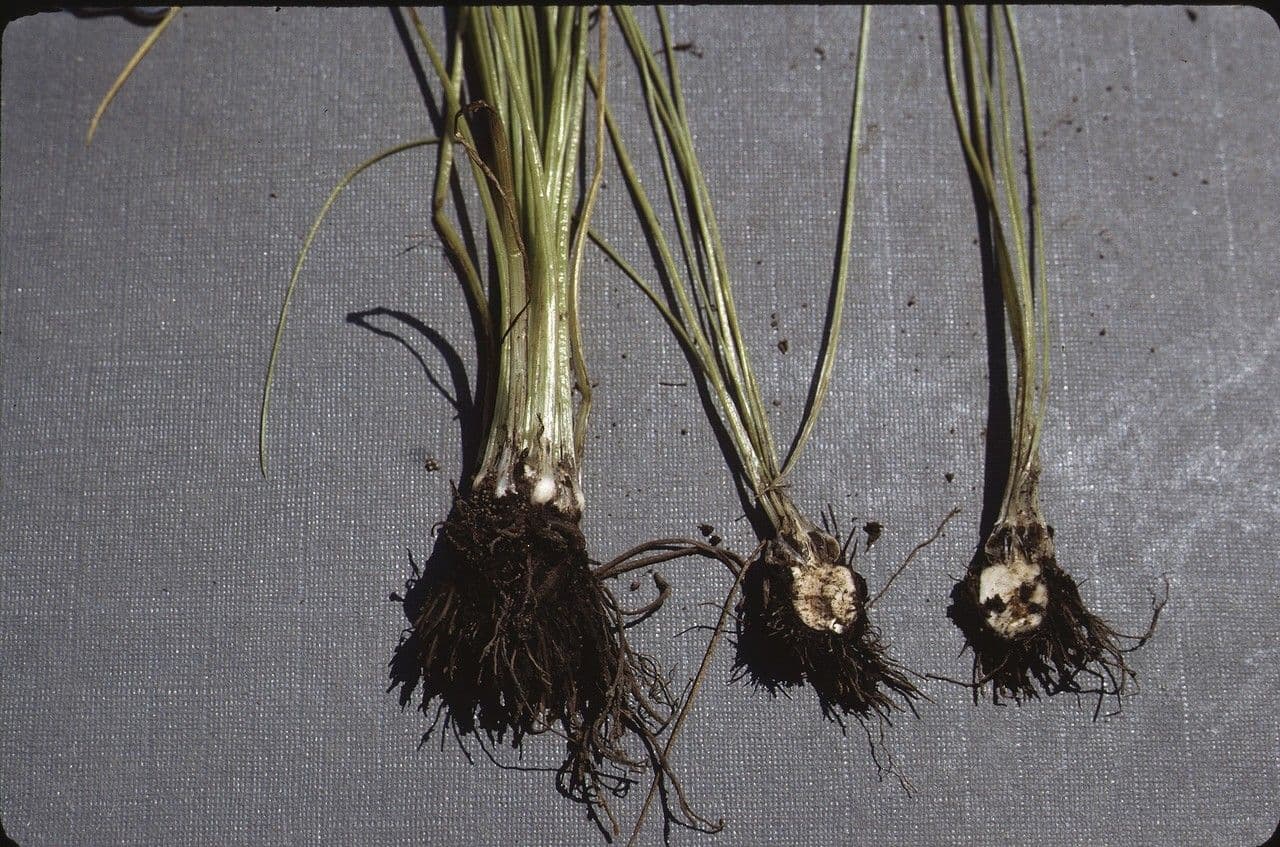 Isoetes setacea 19