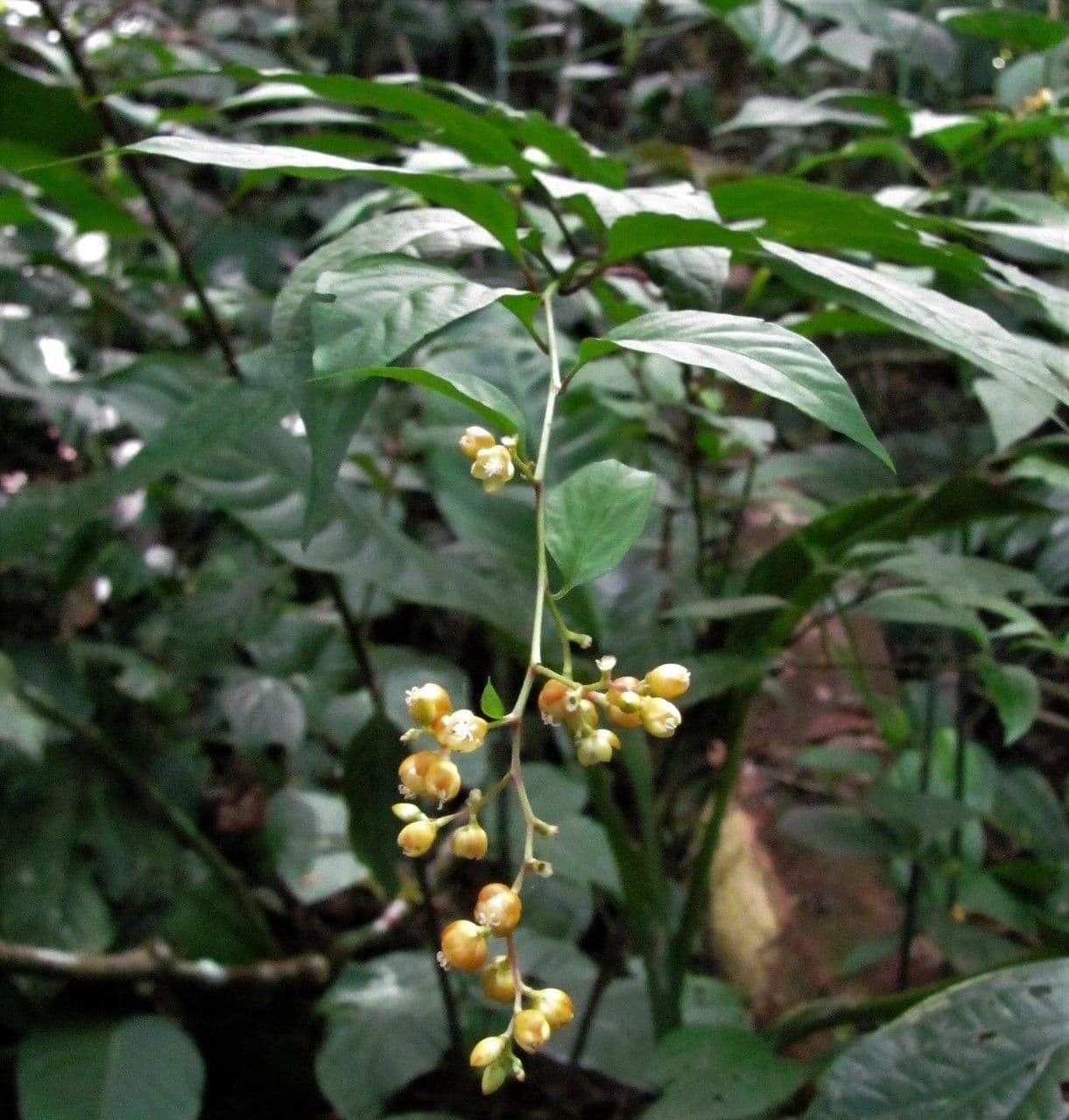 Pleuropetalum 11