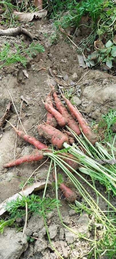 Carota 27