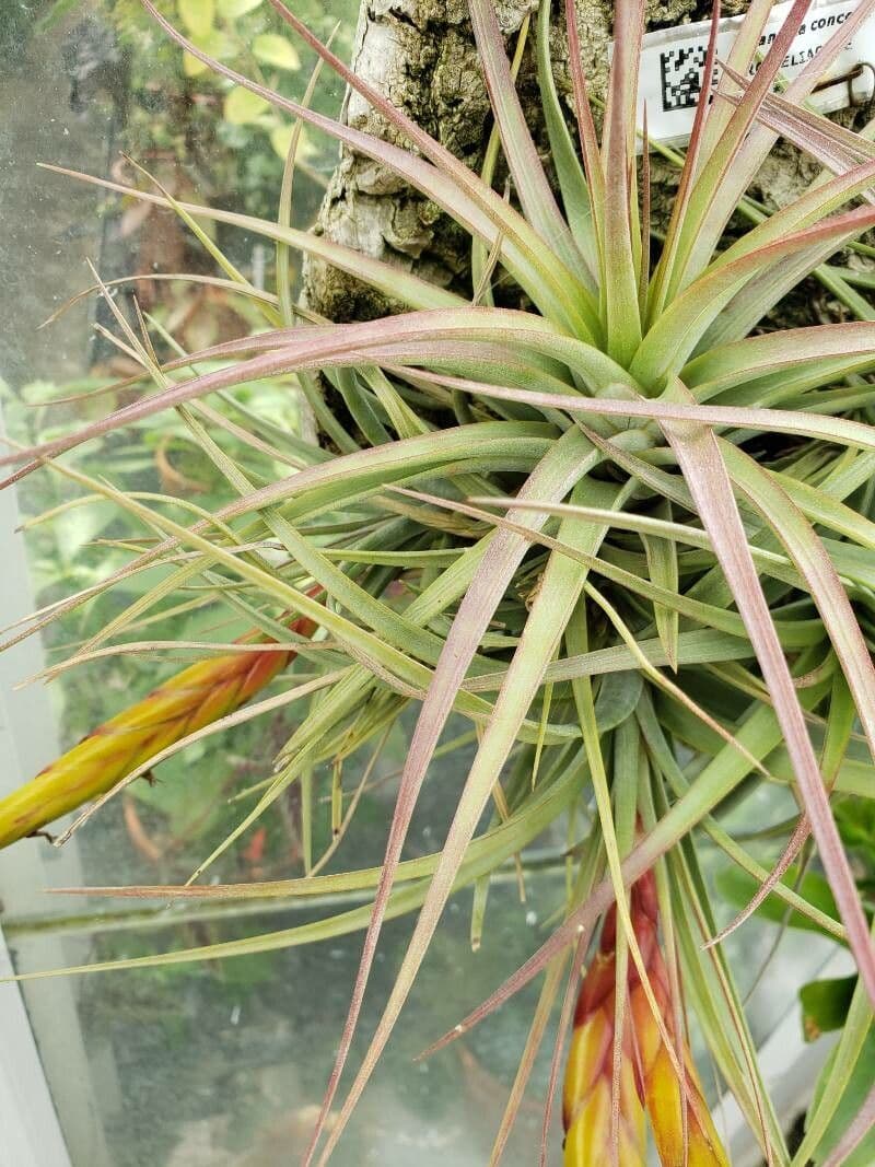 Planta aérea 4