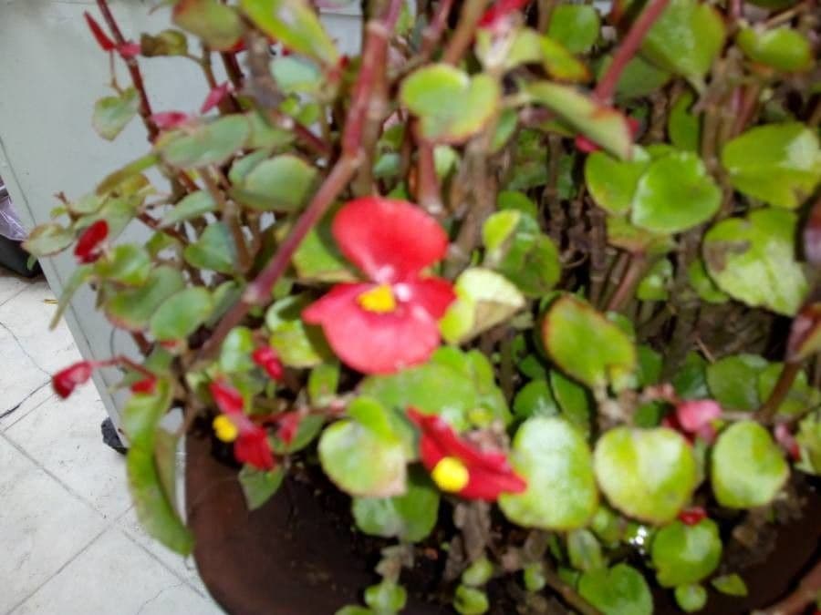 Begonia cucullata 23
