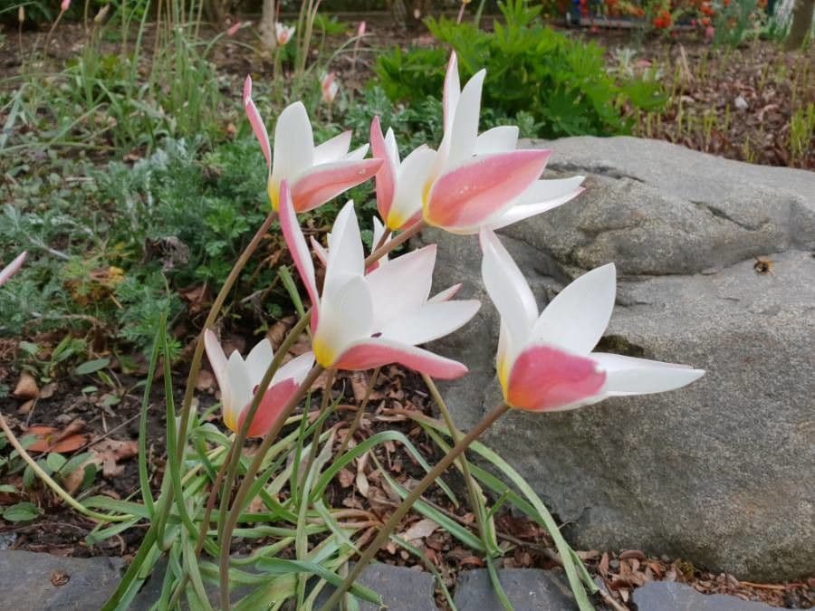 Clusius-Tulpe 7