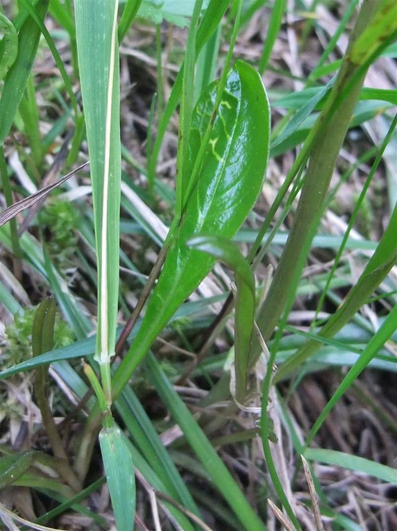 Koulenka bezstvolá 13