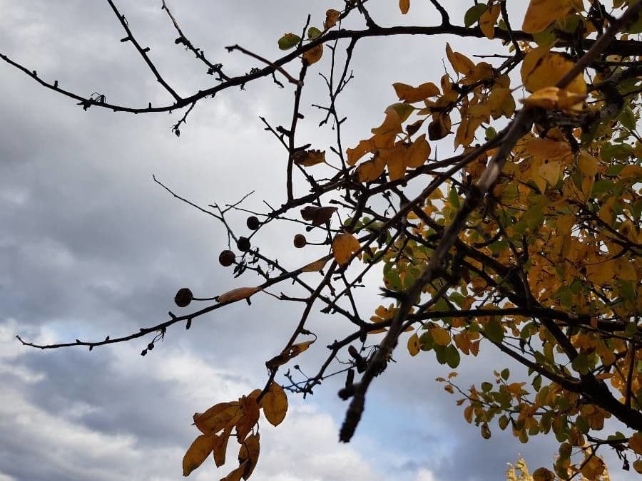 Birch-leaf pear
