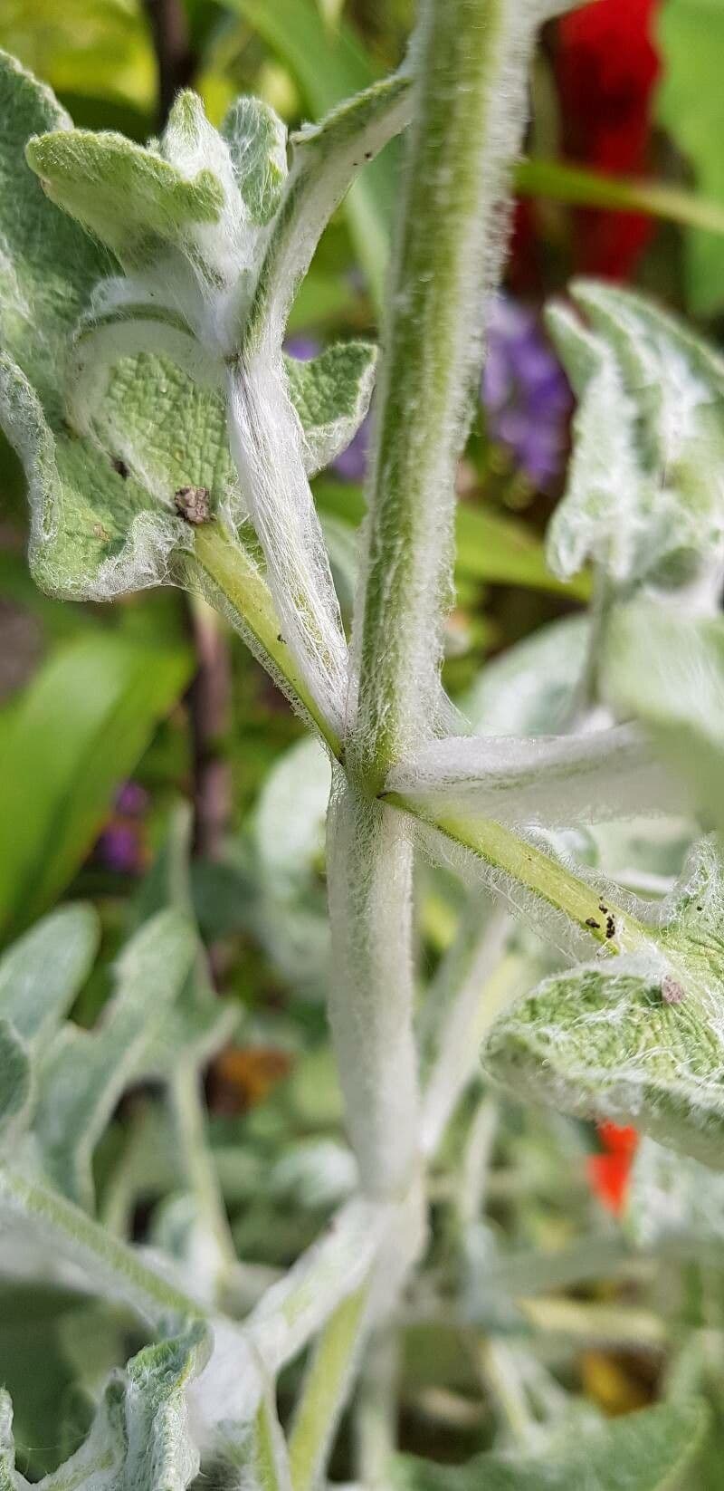 Salvia 19