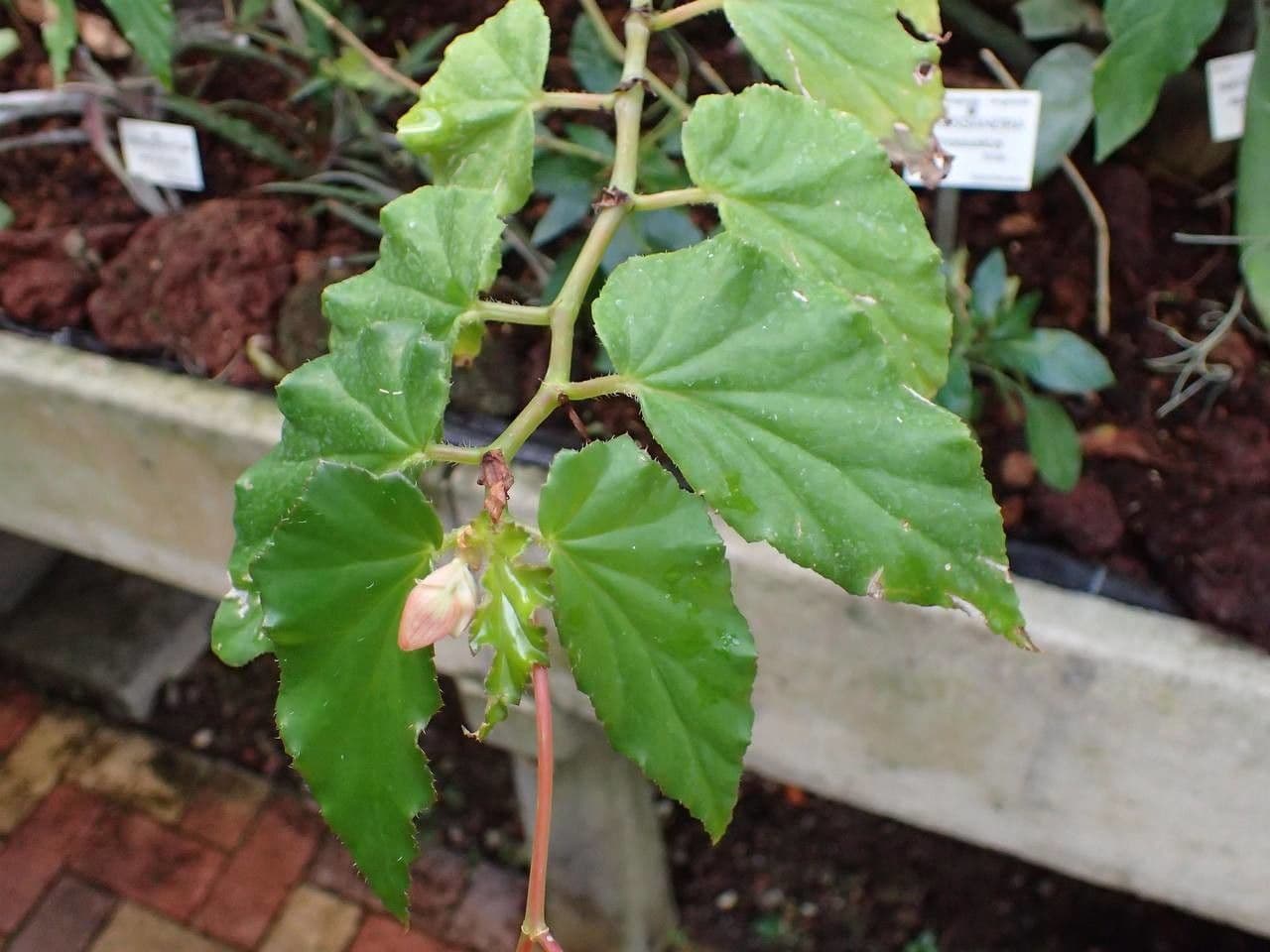 Begonia 7