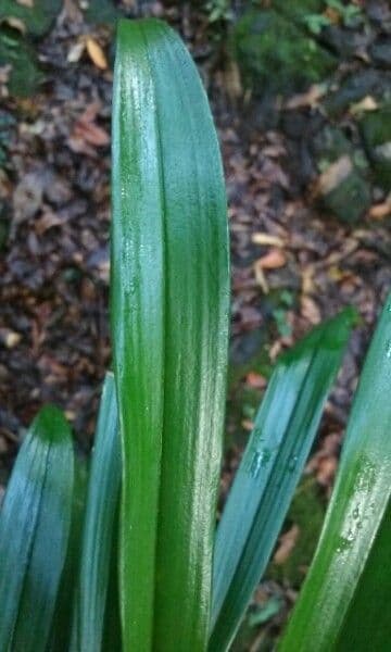 Bulbophyllum 5