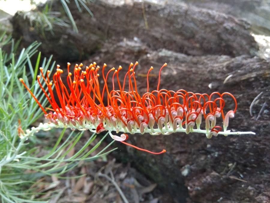Grevillea