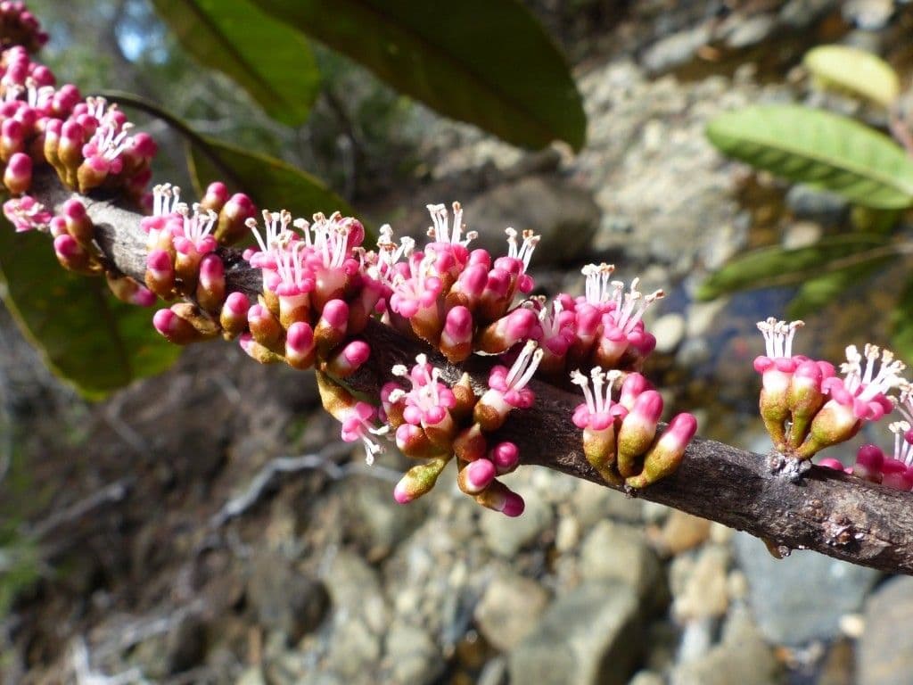 Blanchons Pycnandra 6