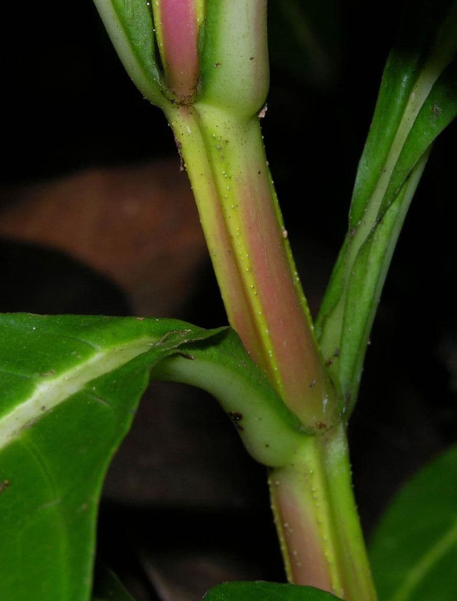 Kleinblättrige Sanchezia 7