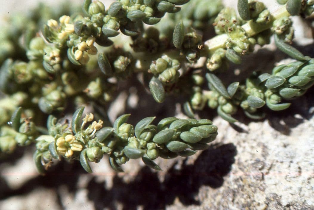 Suaeda marittima 9