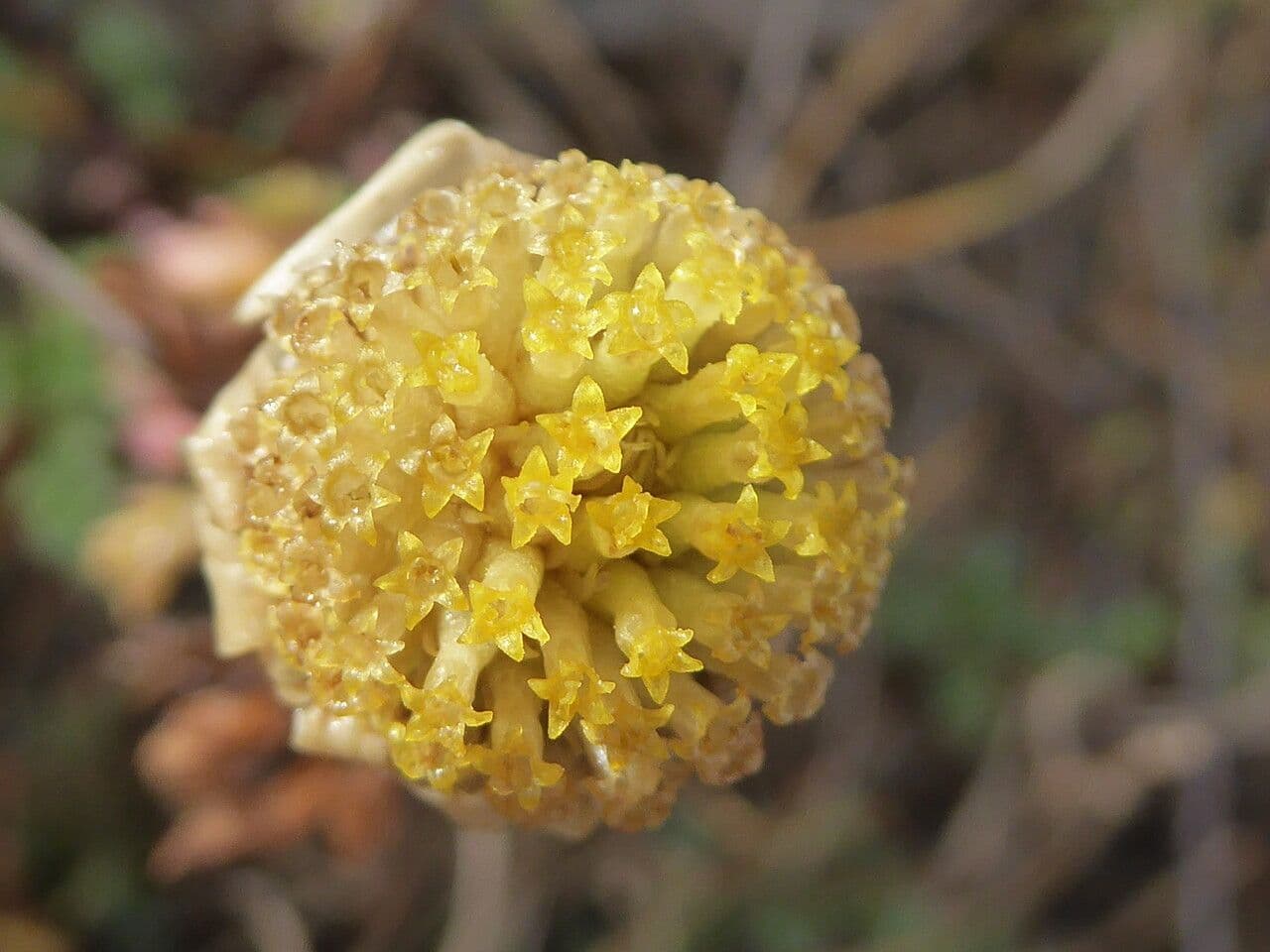Camomilla marittima 6