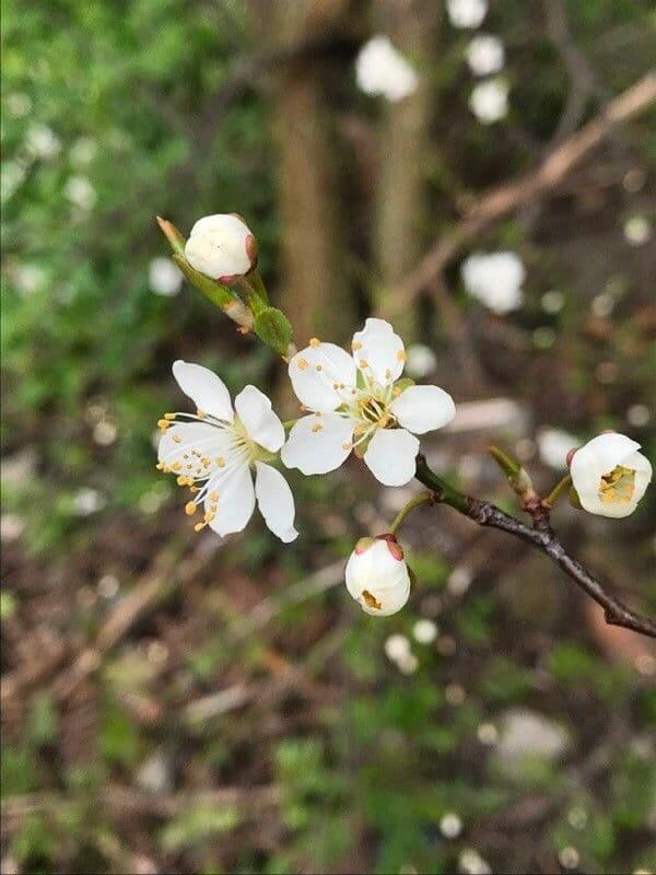 Prugna Damaschina 10