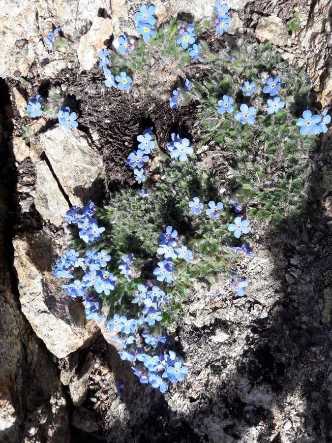 Eritrichium nanum 5