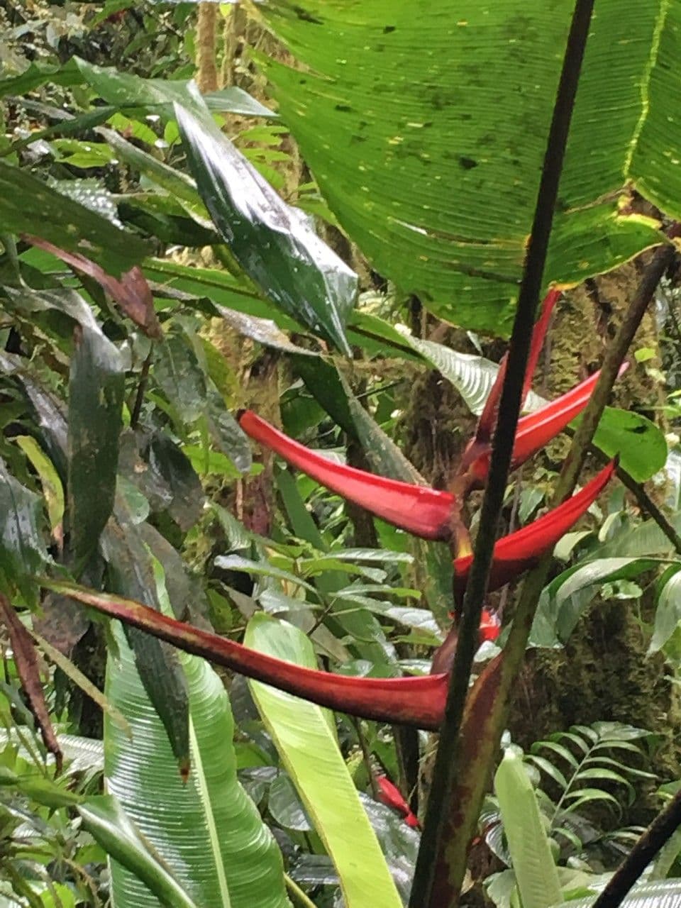 Heliconia 14