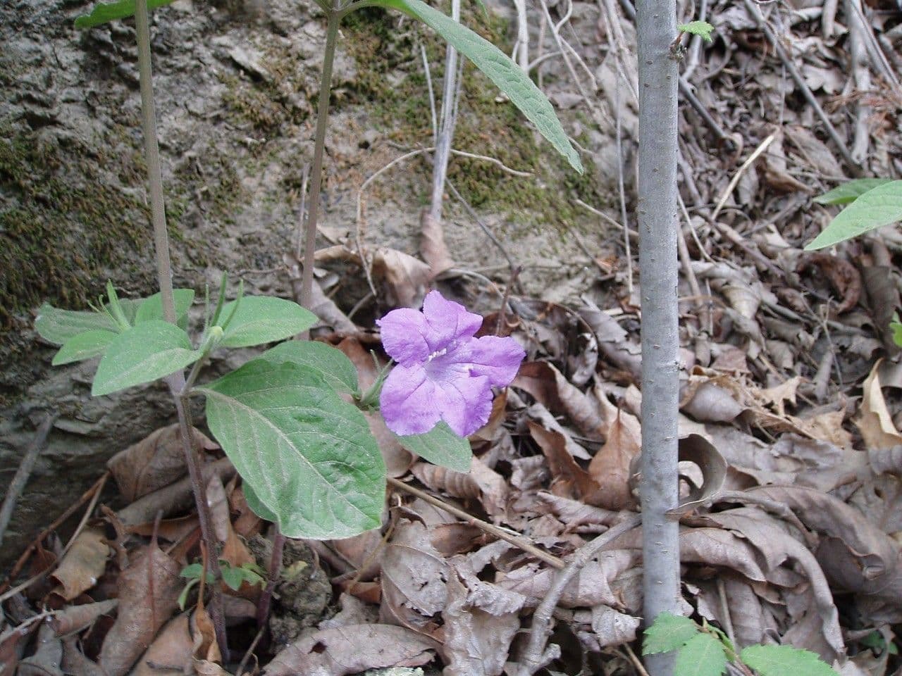 Ruellia di Pursh