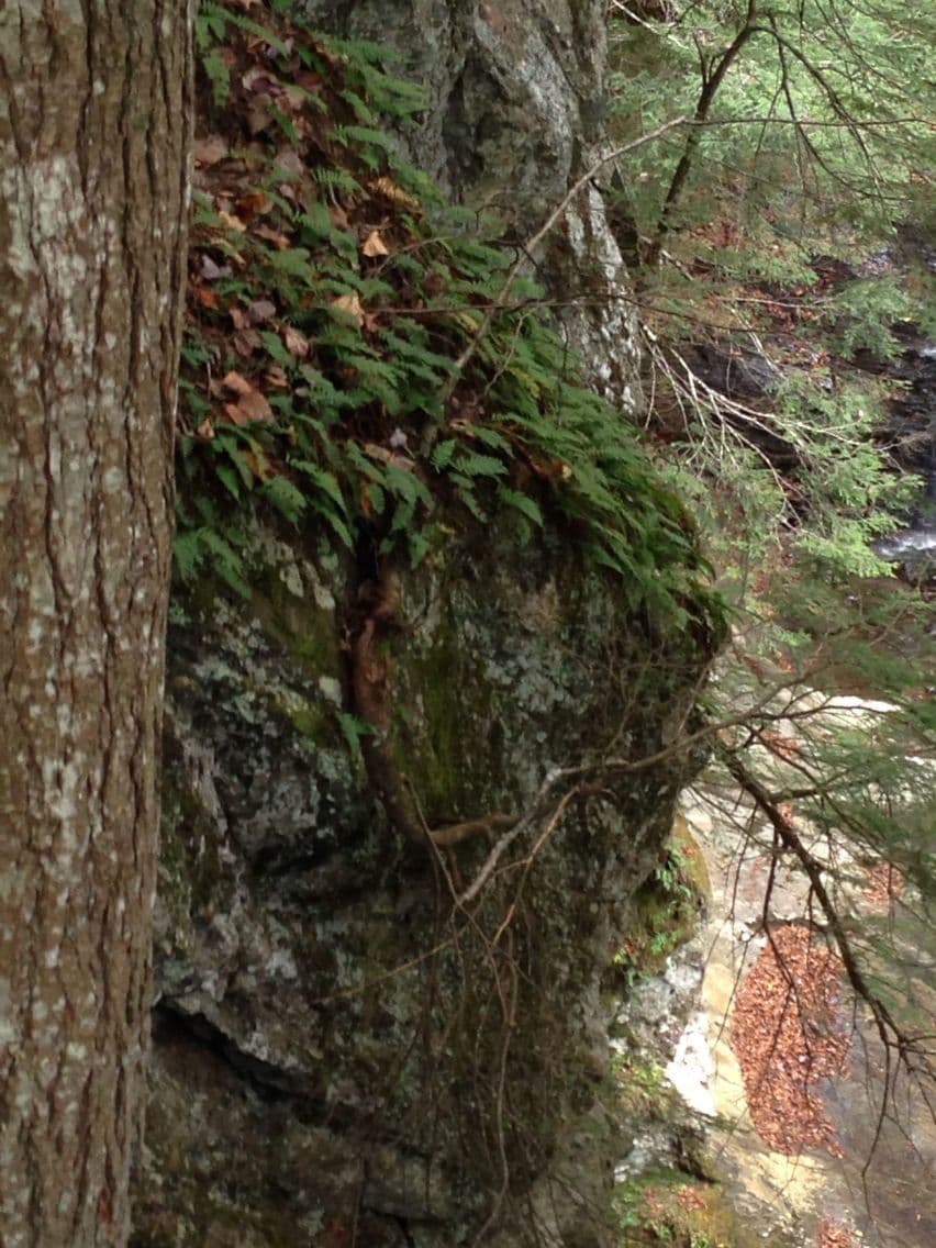 Polypodium virginianum 18