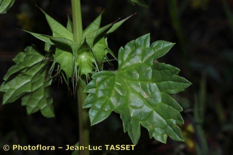 Moluccella 2