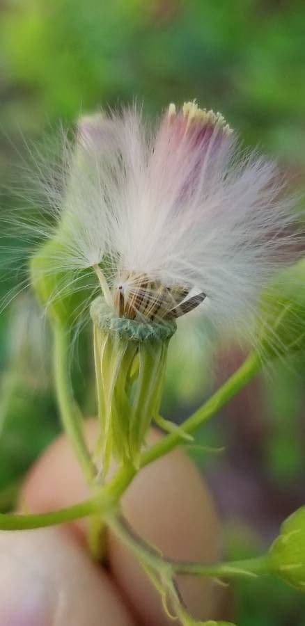 Emilia sonchifolia 3