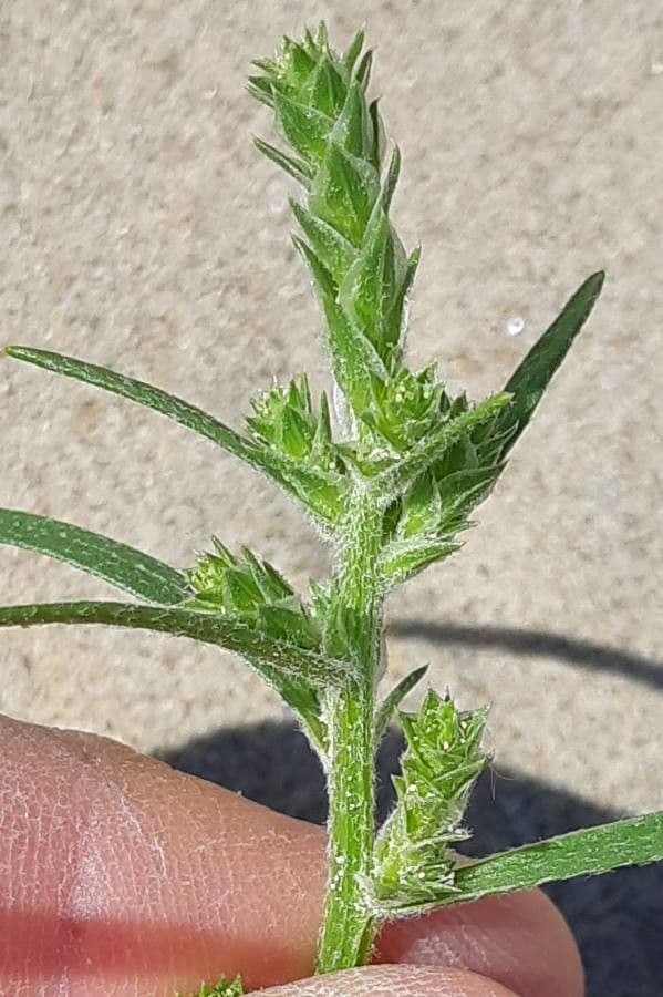 Corispermum di Pallas 5