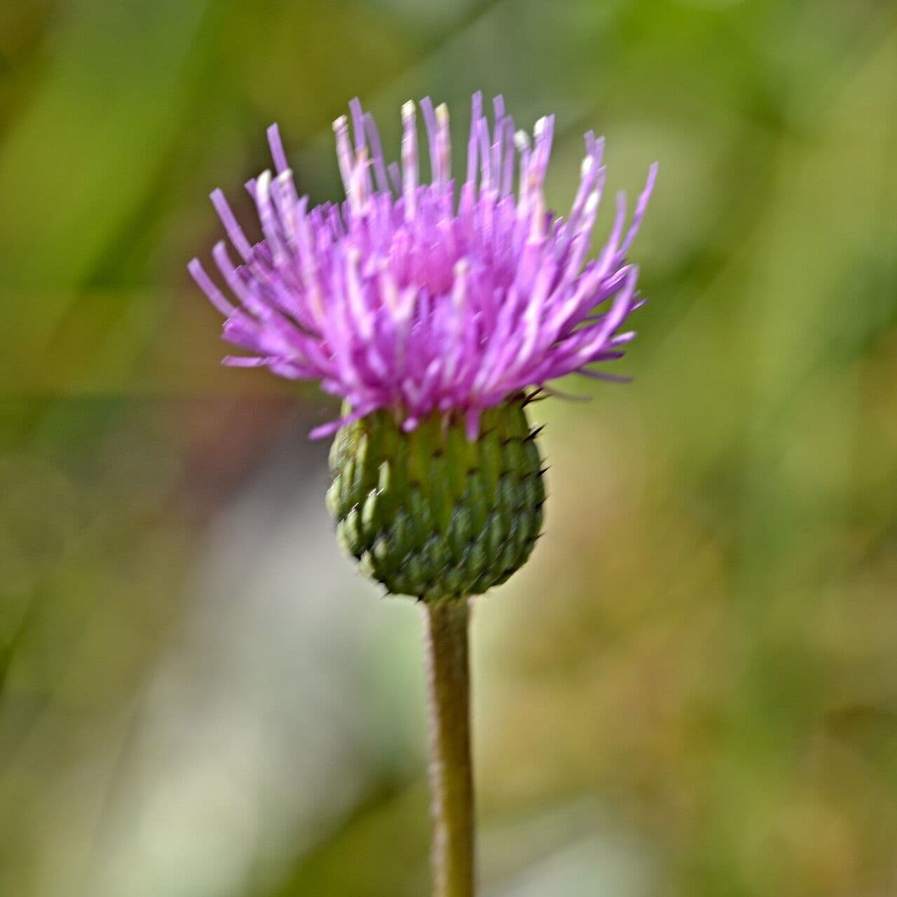 Graue Distel 2
