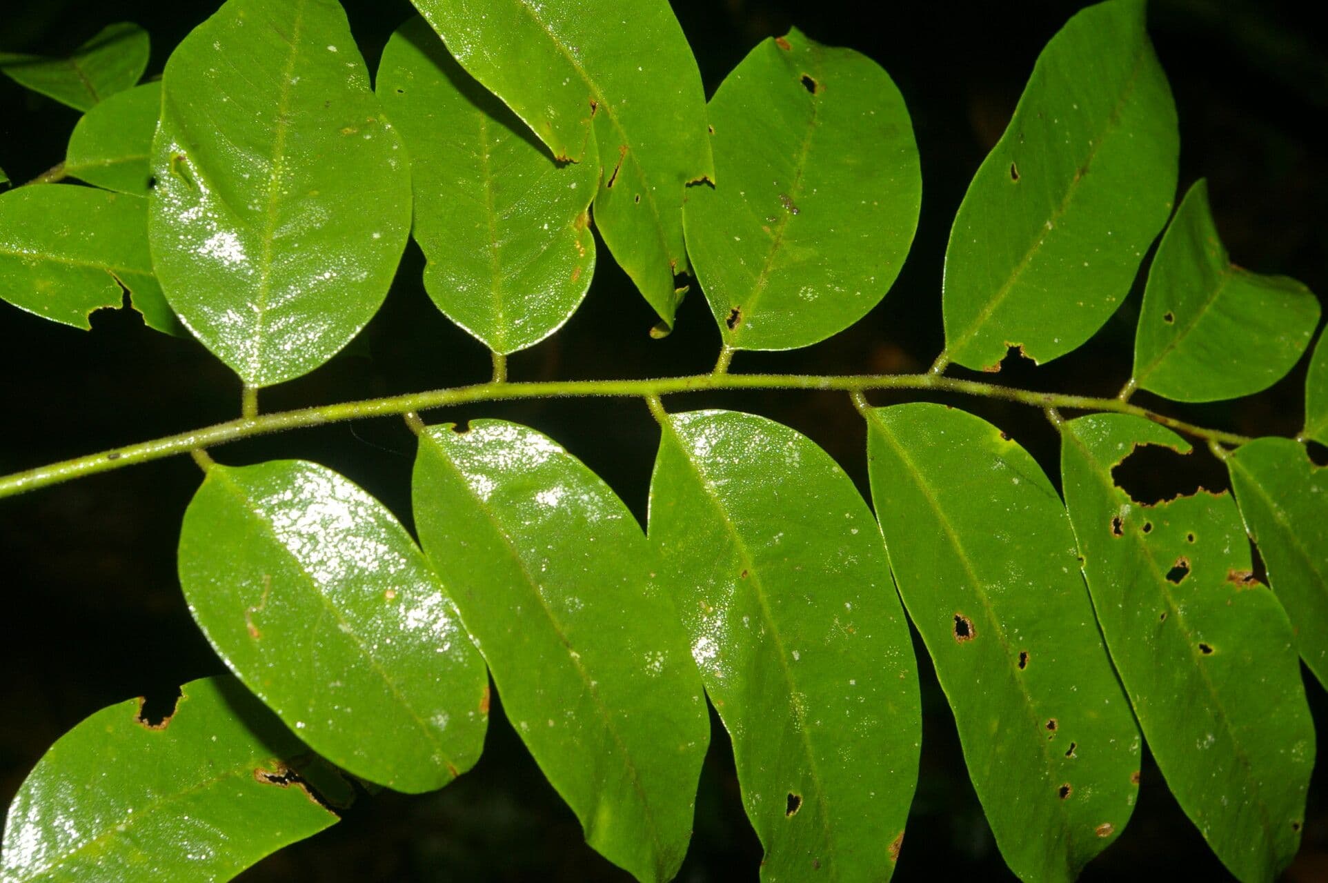 Dalbergia 2
