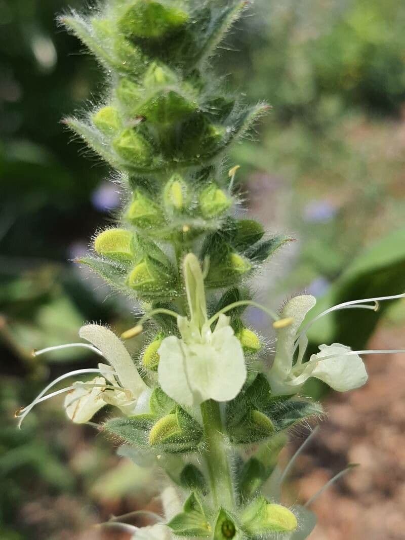 Salvia 4