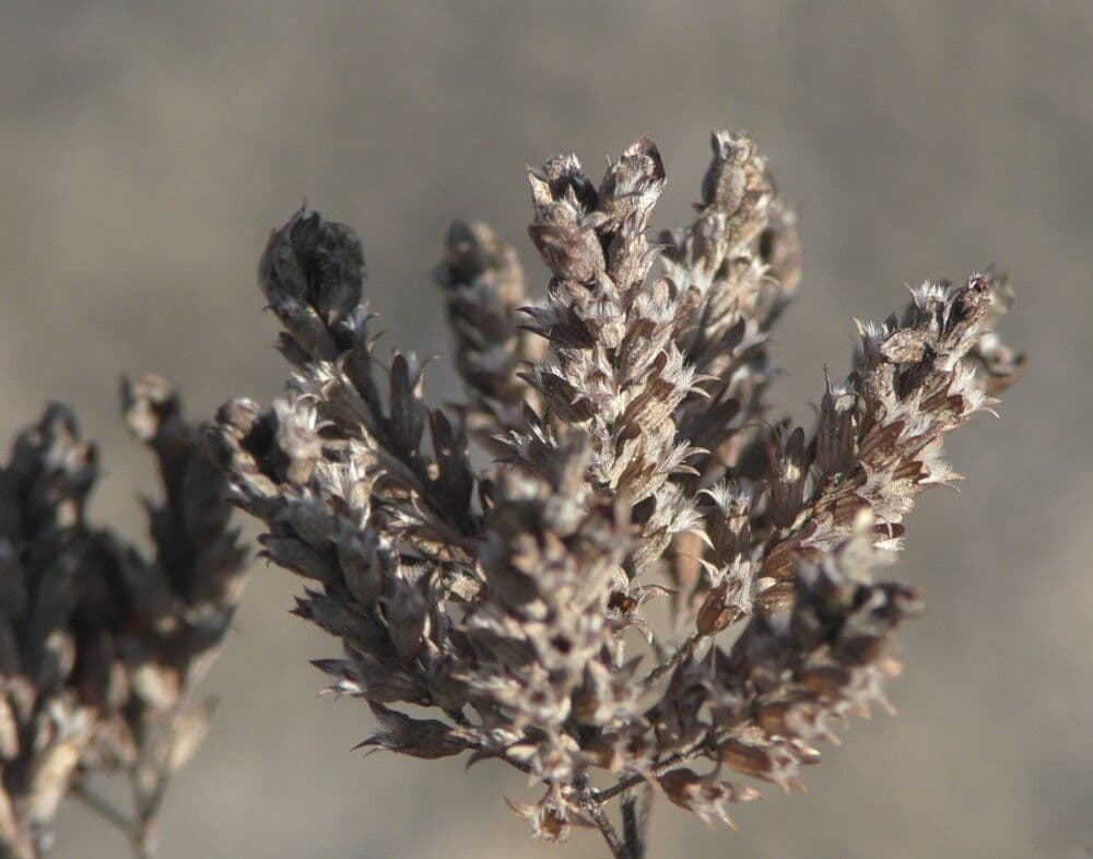 Oregano 2