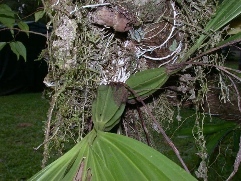 Gongora 24