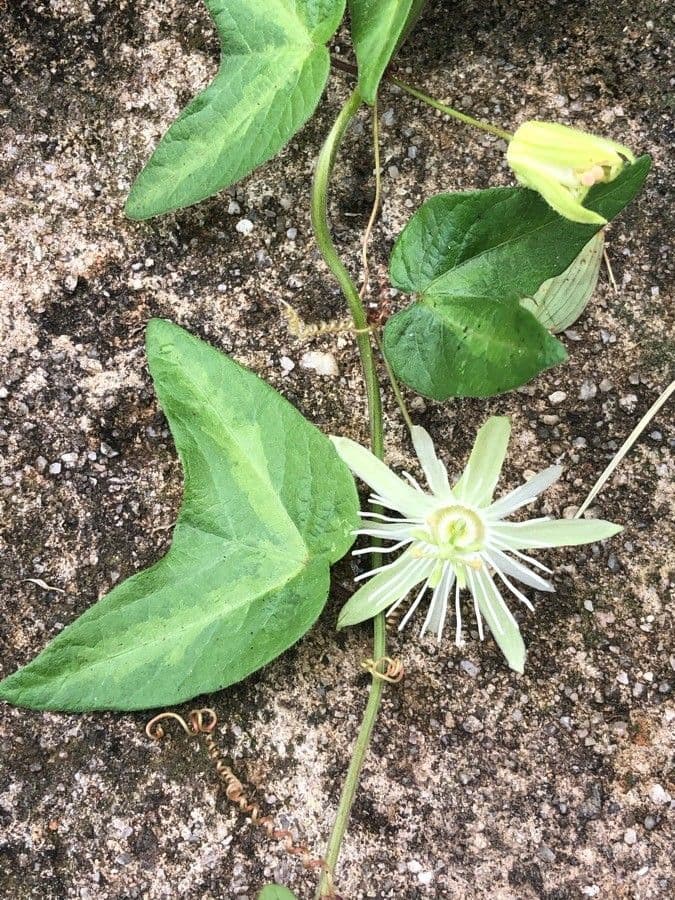 Passiflora capsulare 5