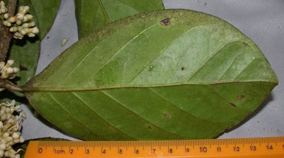 Schlegelia parviflora 13