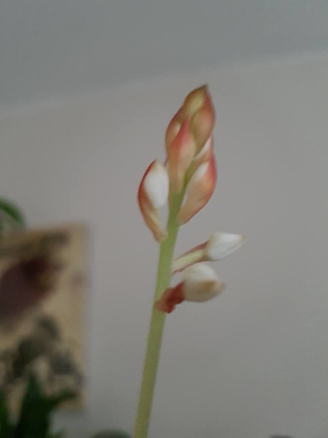 Schmuckorchidee 17