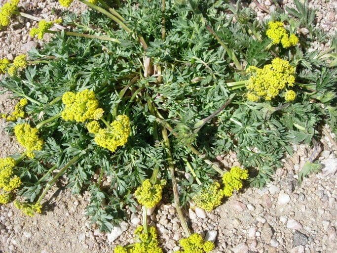 Lomatium 10