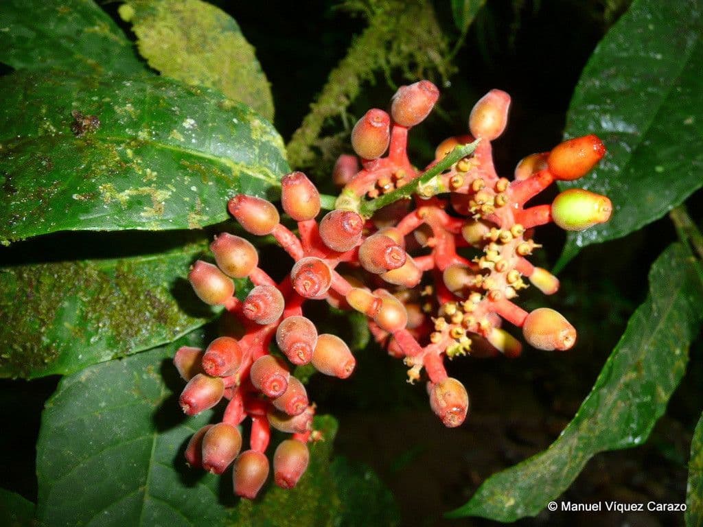 Sorocea 5