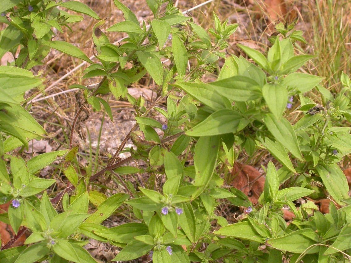 Trichostema 6