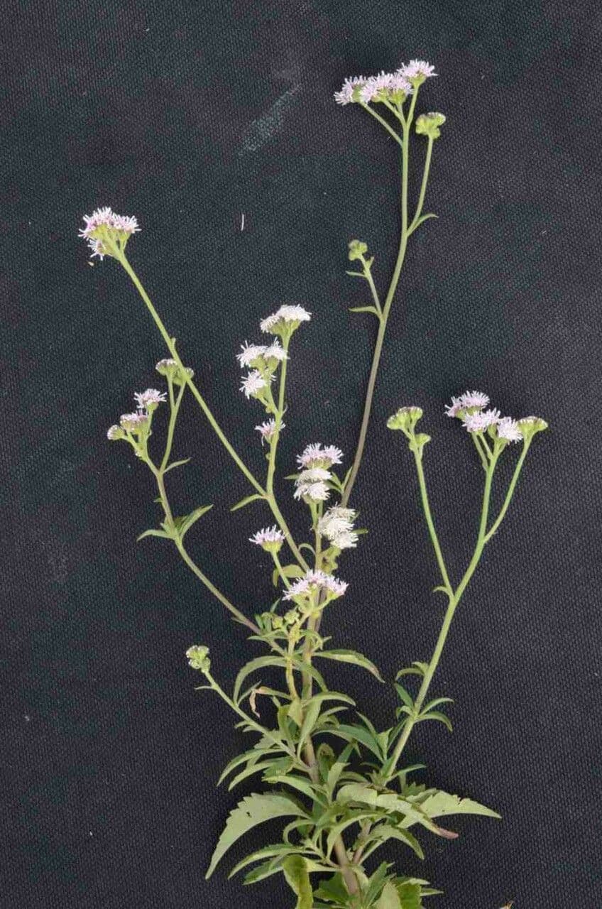 Ageratum