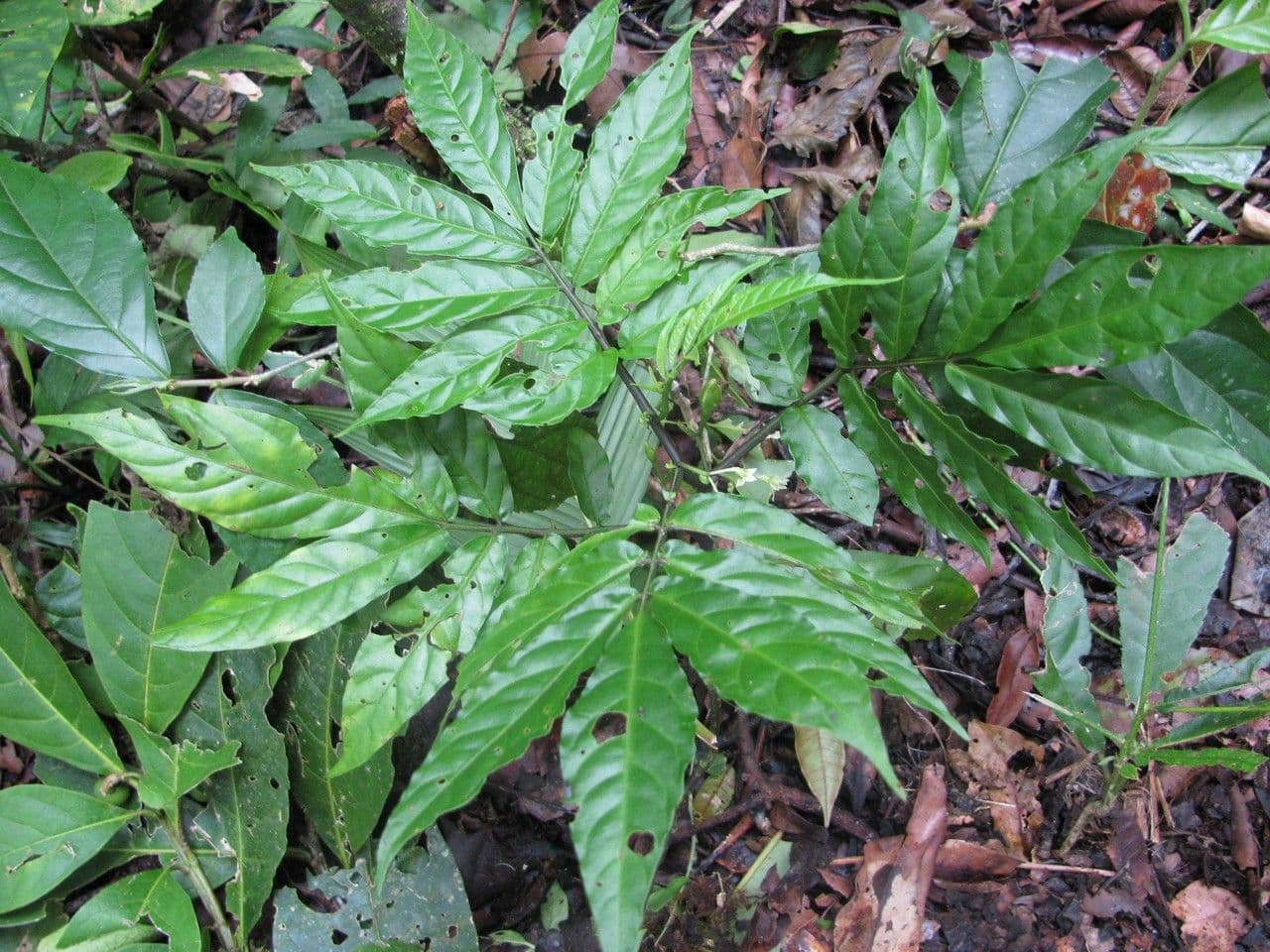 Solanum trizygum 3