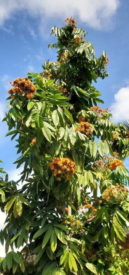 Saraca indica 11