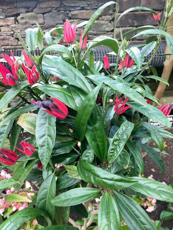 Pavonia