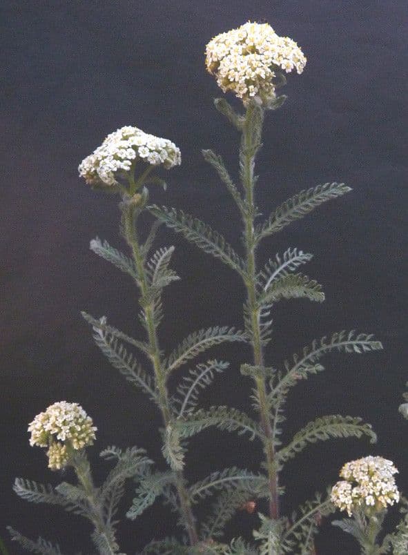 Achillea odorata 24