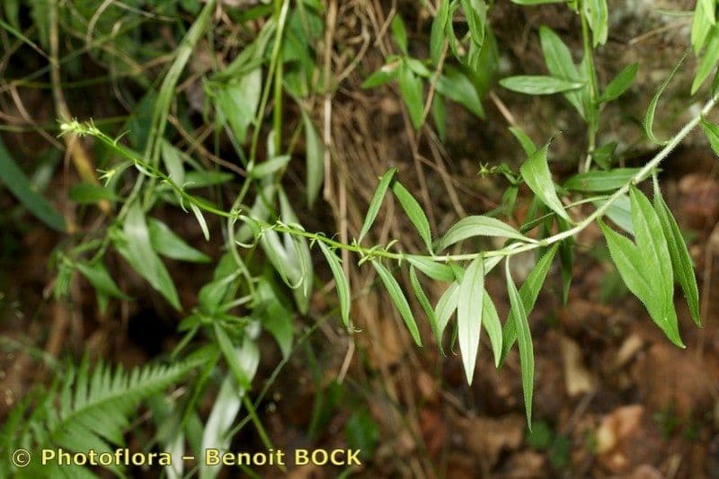 Baumgartens Glockenblume 15